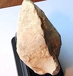 Clam with Pedicle #177 Comanche Peak Formation Hood Co., TX