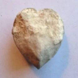 Deer Heart Clam Comanche Peak Formation Hood Co., TX