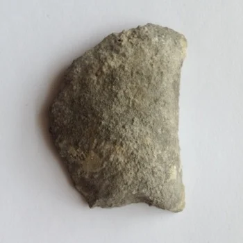 Trigonia Comanche Peak Formation Hood Co., TX