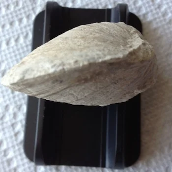 Protocardia #3 Comanche Peak Formation Hood Co., TX