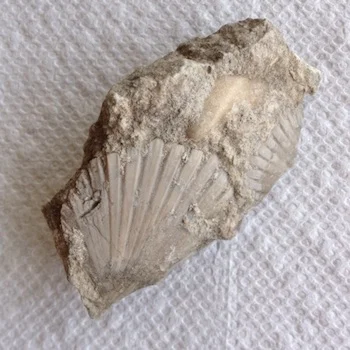 Neithia Comanche Peak Formation Hood Co., TX