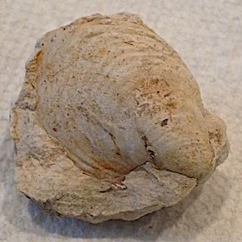 Gyrostrea #109 Comanche Peak Formation Hood Co., TX