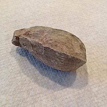 Leptosolen #108 Comanche Peak Formation Hood Co., TX