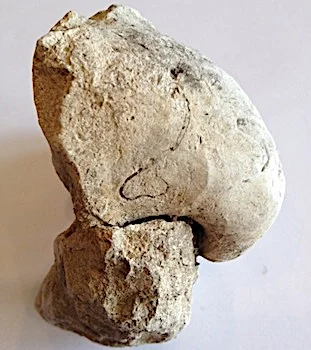 Clam in Matrix #120 Comanche Peak Formation Hood Co., TX
