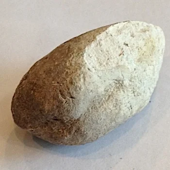 Leptosolen #127 Comanche Peak Formation Hood Co., TX