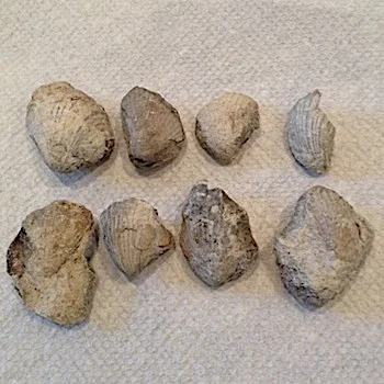 Neithia #115 Comanche Peak Formation Hood Co., TX