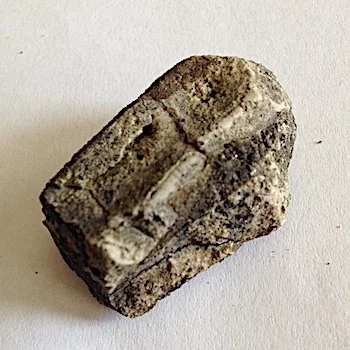 Rudist #144 Comanche Peak Formation Hood Co., TX
