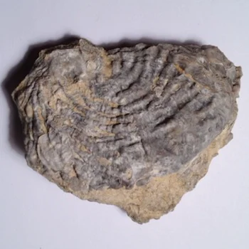 10d Ceratostreon texanum Walnut Clay Formation Hood Co., TX