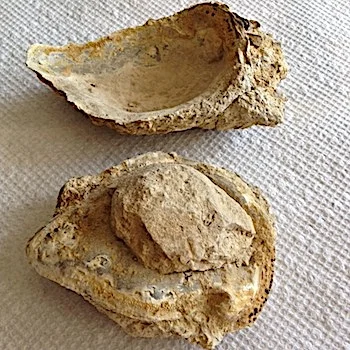 Oyster with soft tissue cast inside #166b Walnut Clay Formation Hood Co., TX