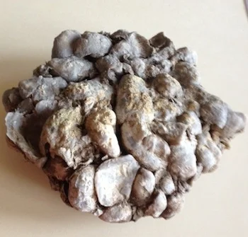 Oyster Bed #10 Walnut Clay Formation Hood County, TX