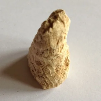 Rudist #10 Walnut Clay Formation Hood Co., TX