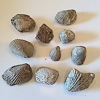 Neithia #361 Walnut Clay Formation Hood Co., TX