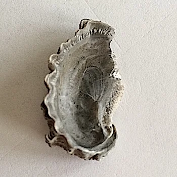 Oyster #388 Walnut Clay Formation Hood Co., TX