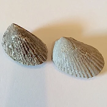 Lima wacoensis #361b Walnut Clay Formation Hood Co., TX