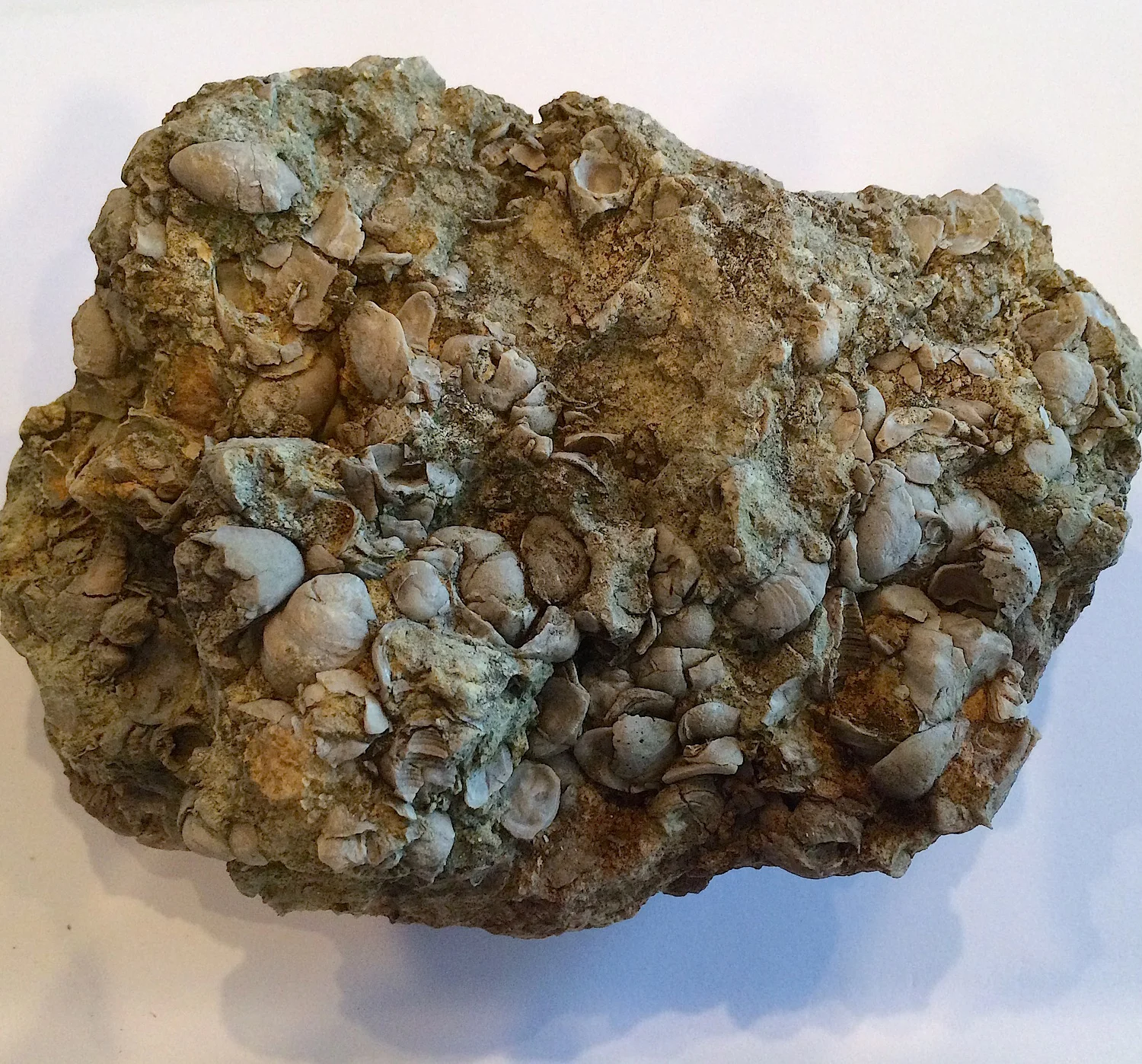 Oyster Bed #410 Walnut Clay Formation Hood Co., TX