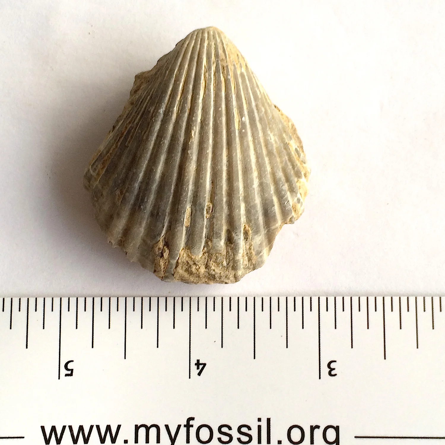Neithia #778c Fort Worth Limestone Formation Cooke Co., TX