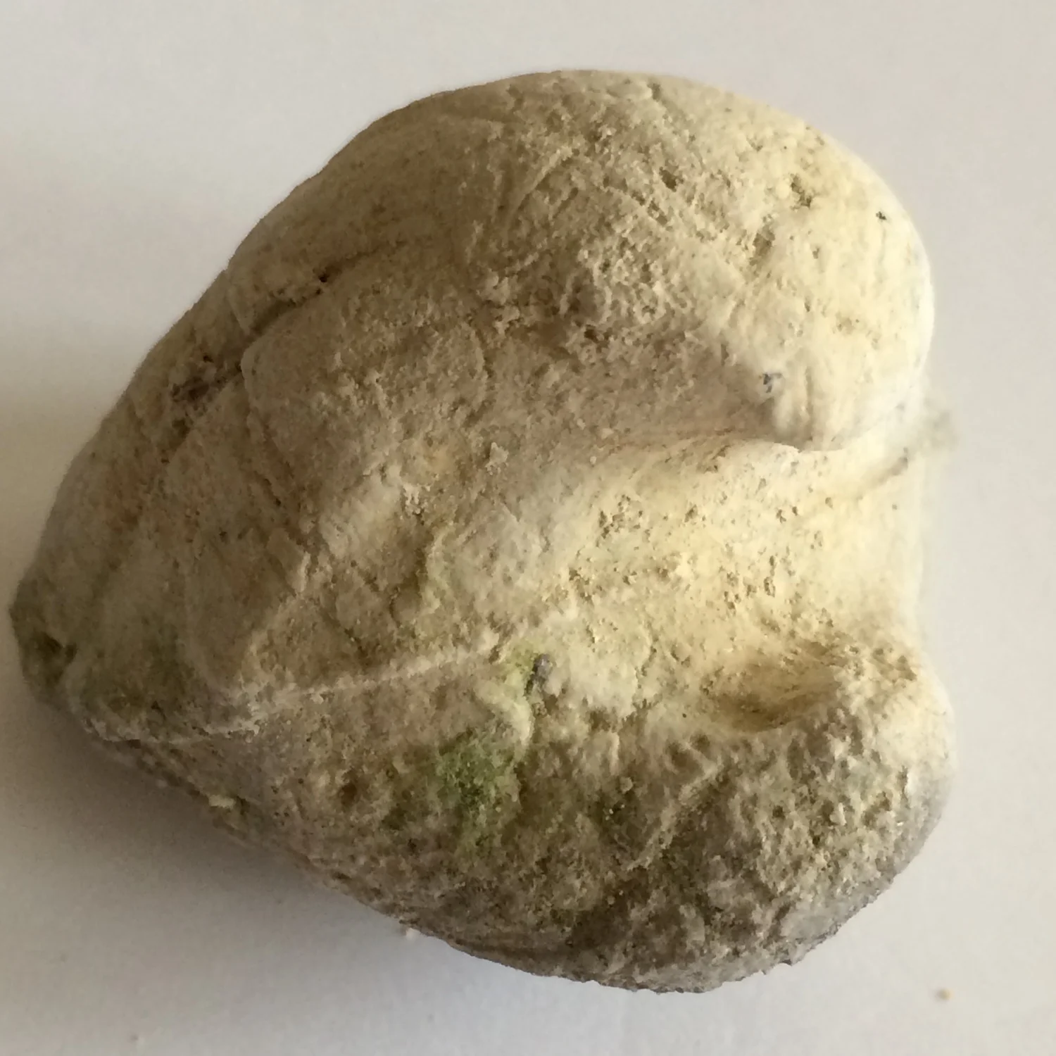 Cucullaea sp. #501b Glen Rose Formation Kerr Co., TX