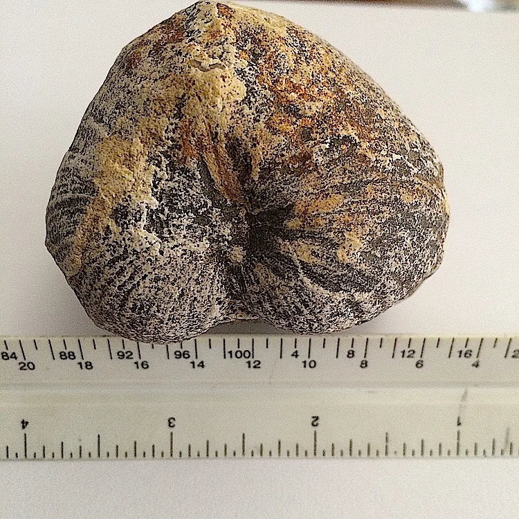 Pachymya #643c Grayson Marl Formation Denton Co., TX