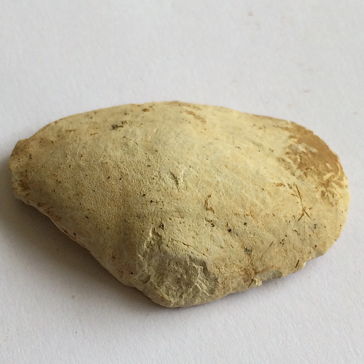 Nucula #648 Grayson Marl Formation Denton Co., TX