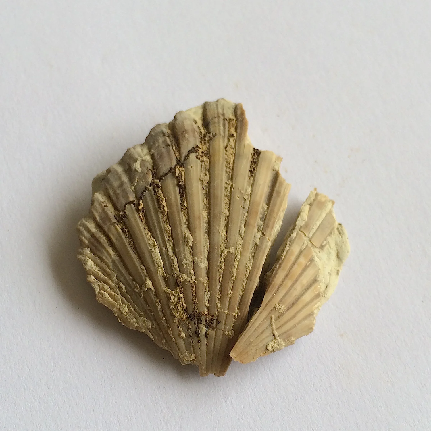 Neithia #650 Grayson Marl Formation Denton Co., TX