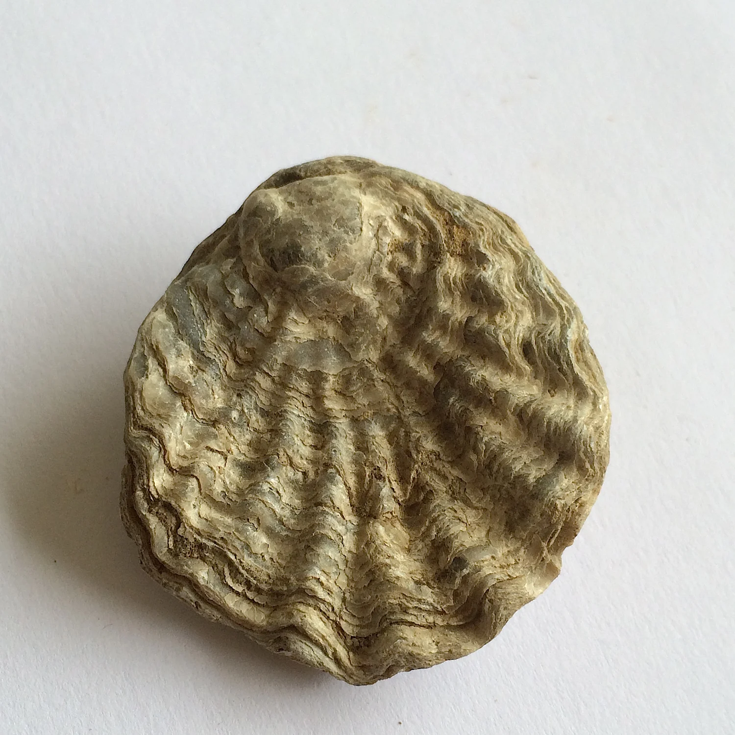 Lopha #651c Grayson Marl Formation Denton Co., TX