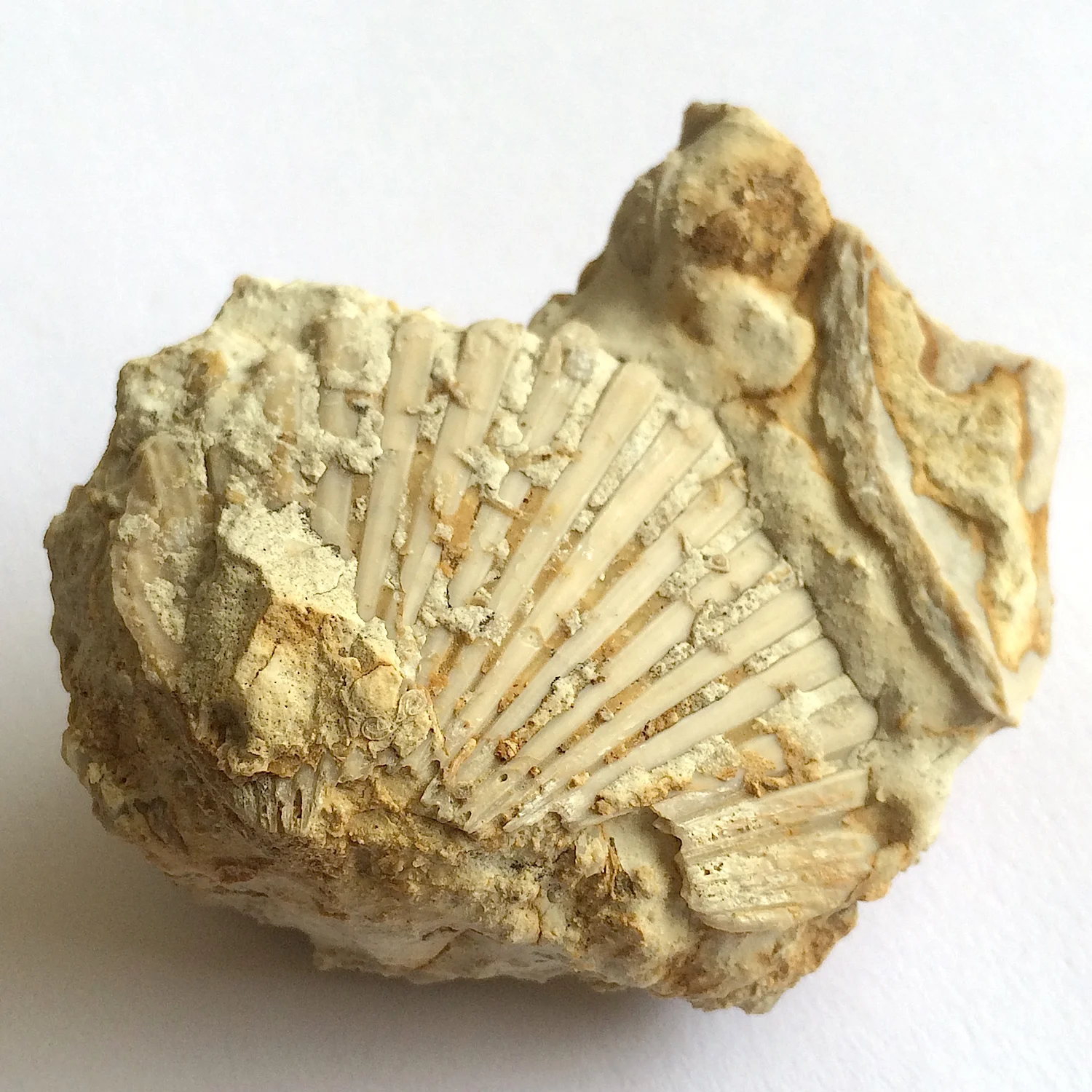 Neithia #654c Grayson Marl Formation Denton Co., TX