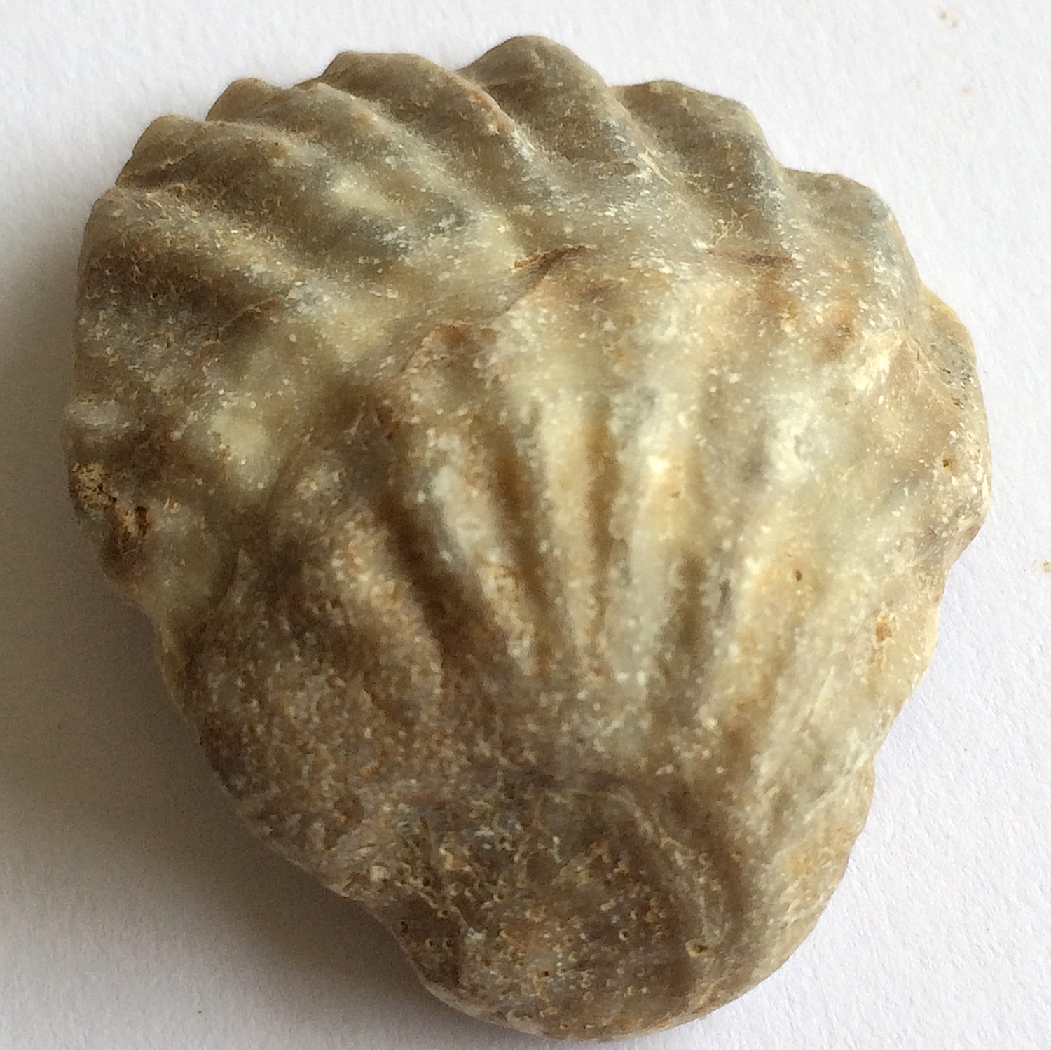 Lopha #651 Grayson Marl Formation Denton Co., TX