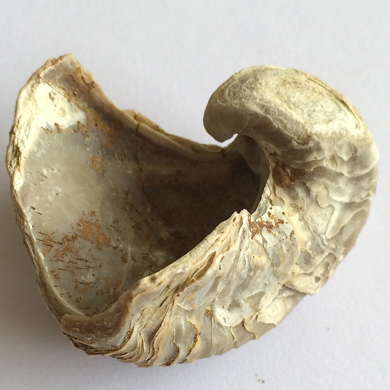 Texigryphaea roemeri #660h Grayson Marl Formation Denton Co., TX