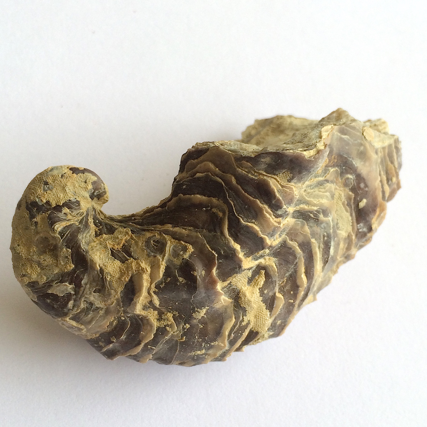 Texigryphaea roemeri #660f Grayson Marl Formation Denton Co., TX