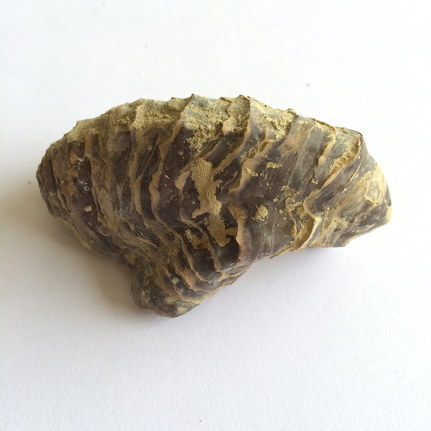 Texigryphaea roemeri #660e Grayson Marl Formation Denton Co., TX