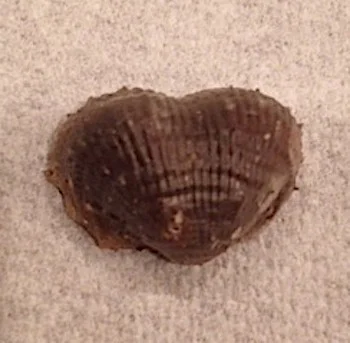 Kutorginella lasallensis #217 Finis Shale, Graham Formation Jacksboro, Jack Co., TX