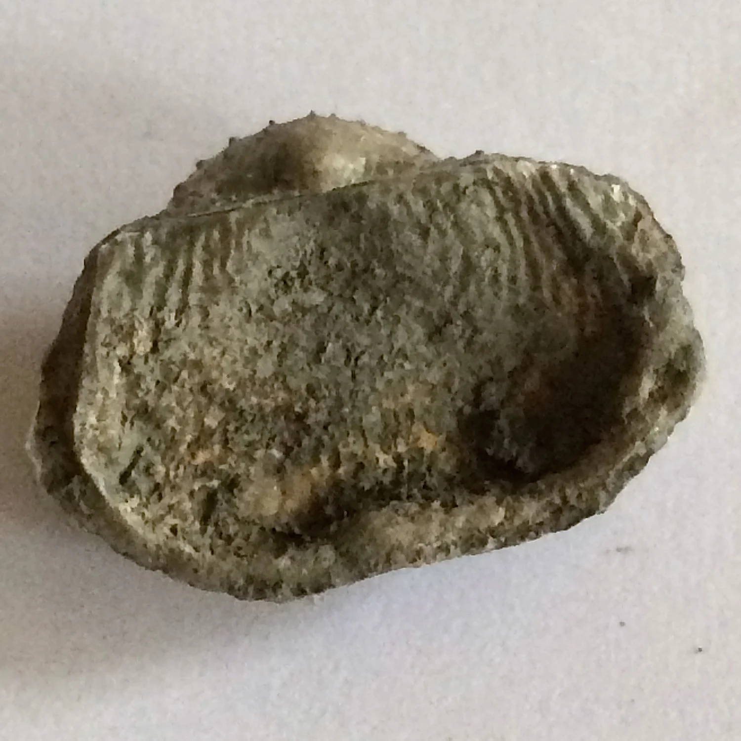 Juresania nebrascensis #569 Finis Shale, Graham Formation Jacksboro, Jack Co., TX