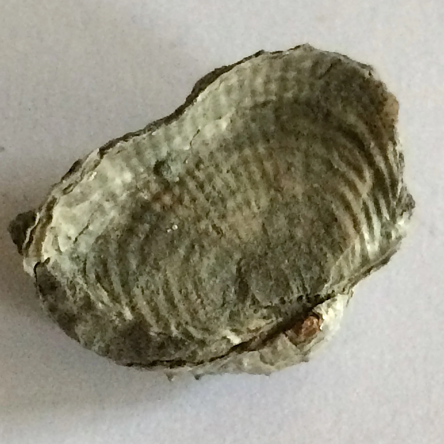 Juresania nebrascensis #569 Finis Shale, Graham Formation Jacksboro, Jack Co., TX
