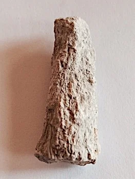 Syringopora #248 Comanche Peak Formation Hood Co., TX