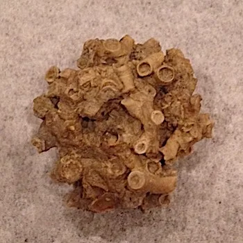 Cladochonus fragilis #220 Finis Shale, Graham Formation Jacksboro, Jack Co., TX
