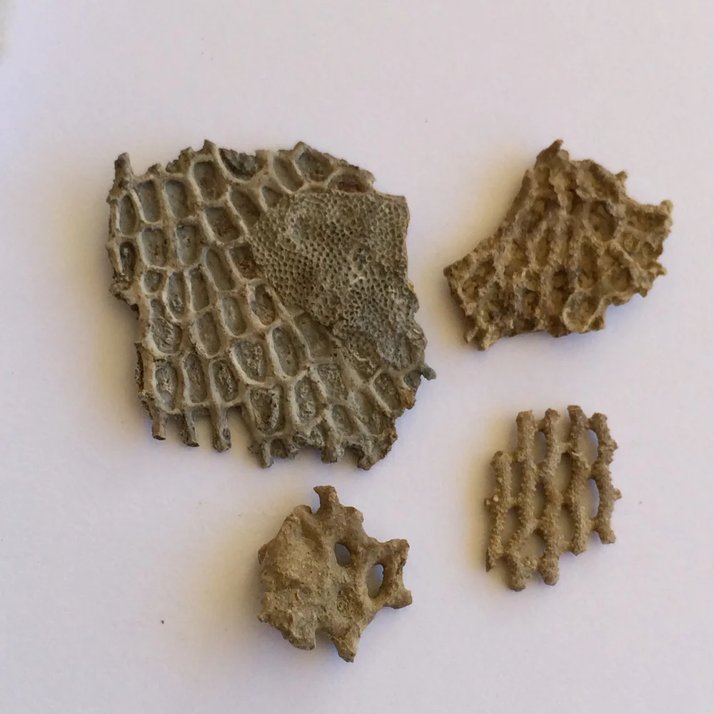 Polypora TXFossils