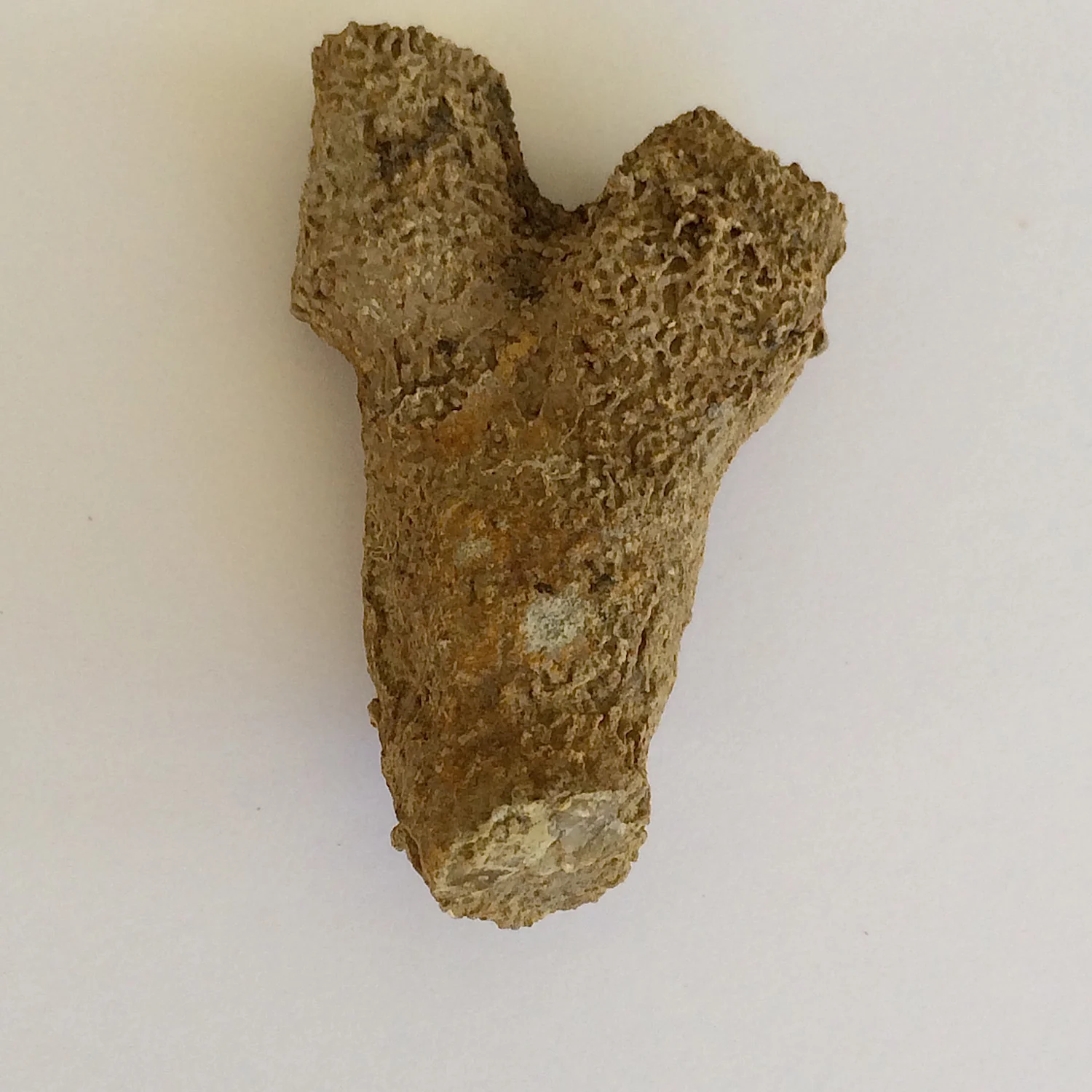 Maeandrostia kansasensis w/ Tabulipora Bryozoan #450 Finis Shale, Graham Formation Jacksboro, Jack Co., TX