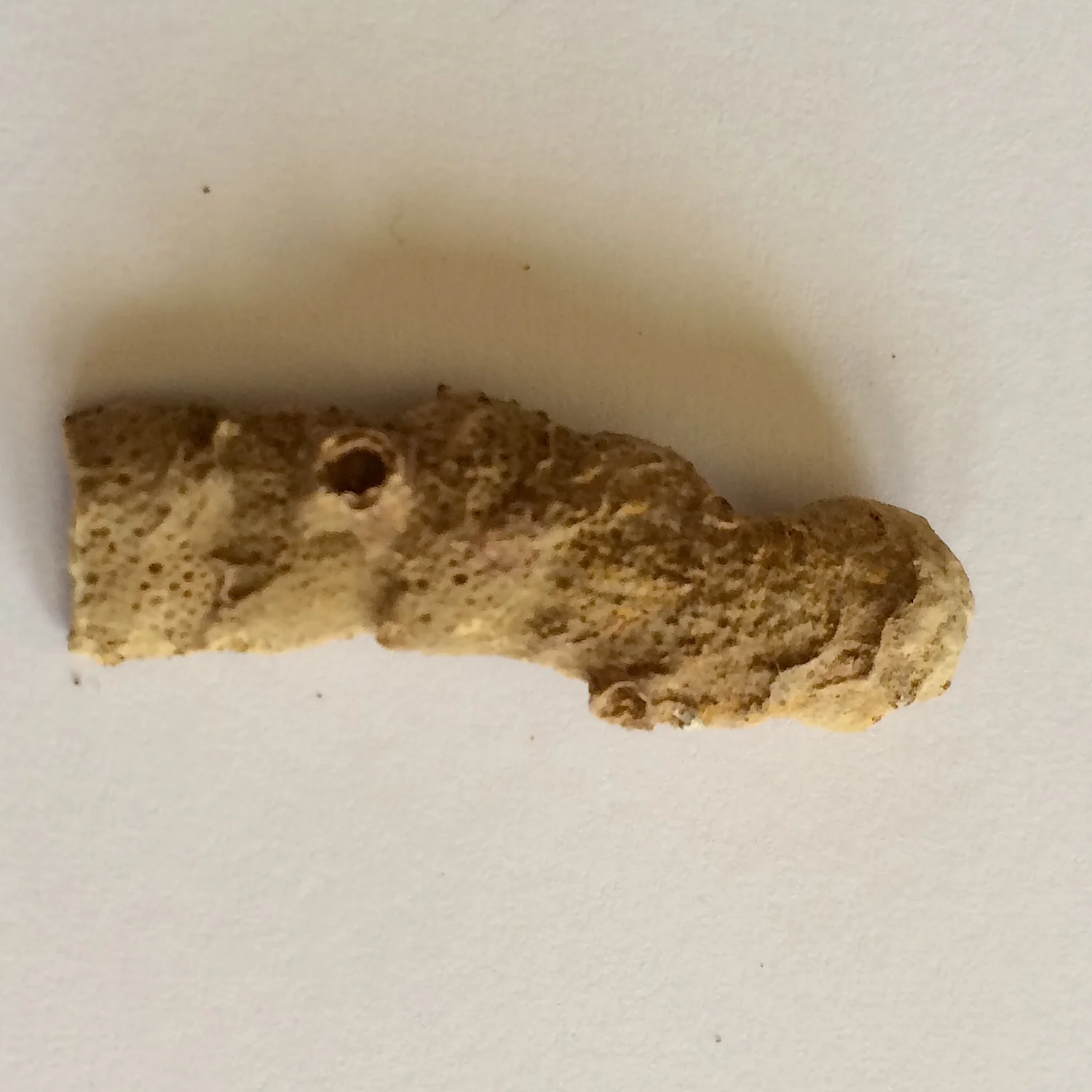 Girtyocoelia beedi #461 Finis Shale, Graham Formation Jacksboro, Jack Co., TX