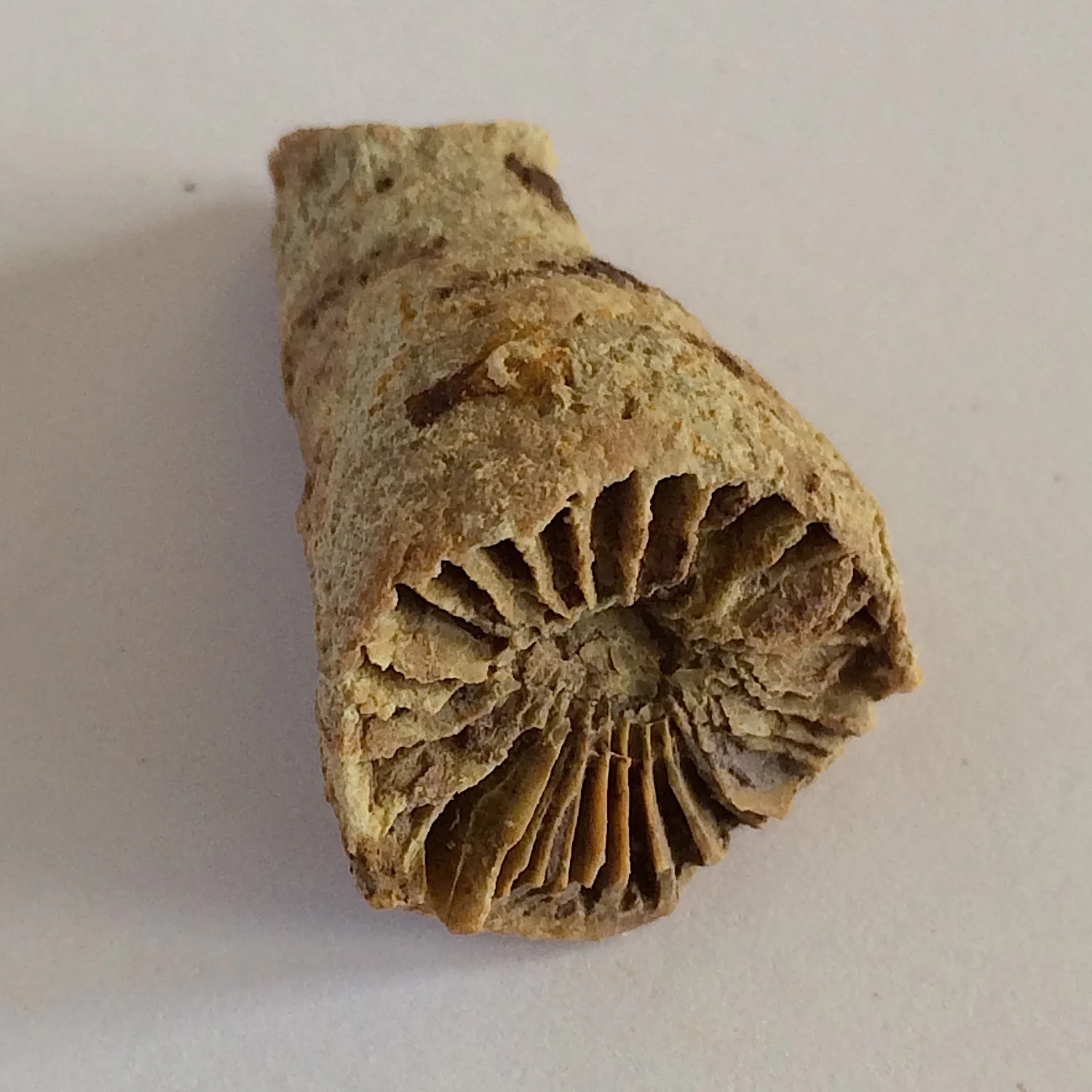 Zaphrentoides wannense #456b Salesville Shale Formation Bridgeport, Wise Co., TX