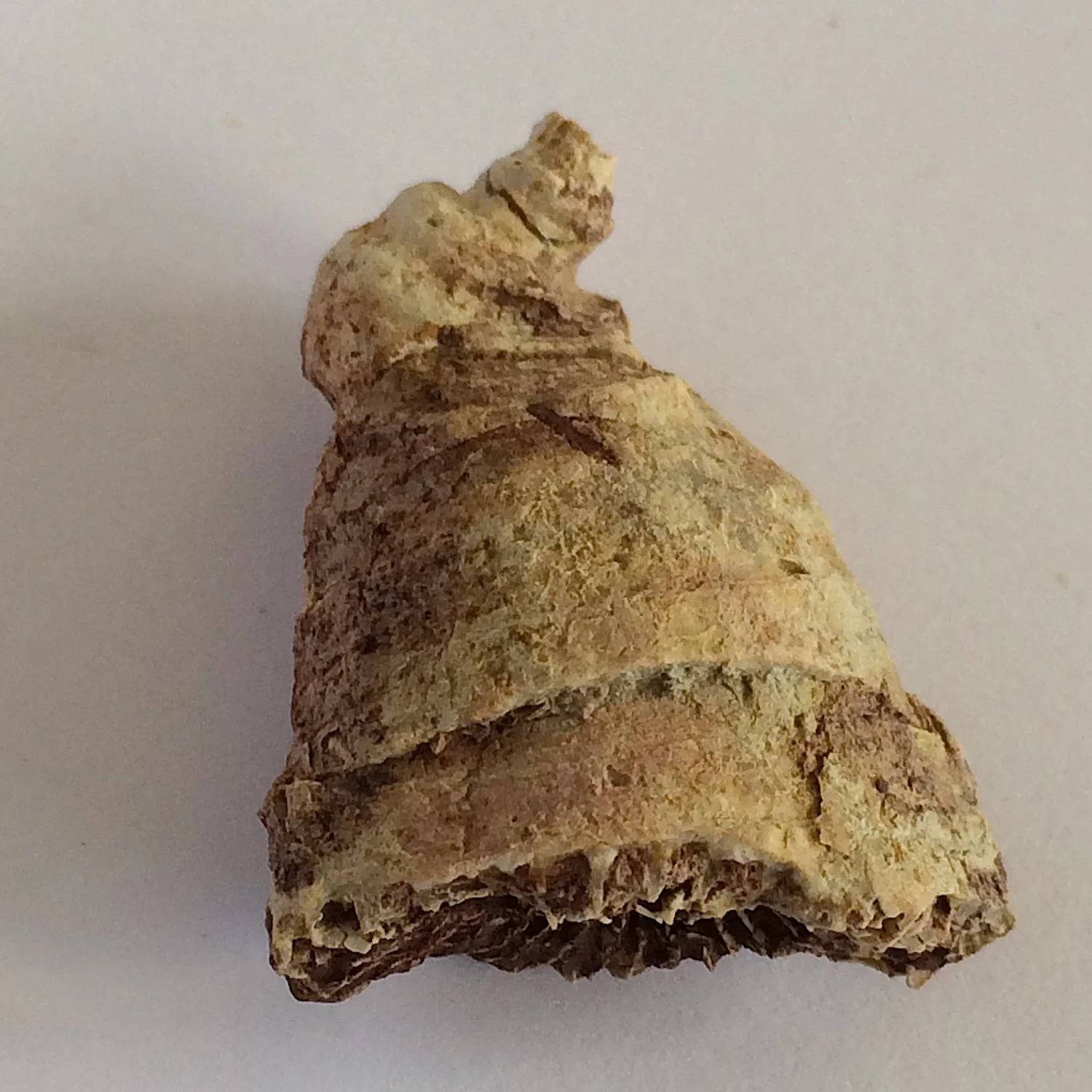 Zaphrentoides wannense #456c Salesville Shale Formation Bridgeport, Wise Co., TX