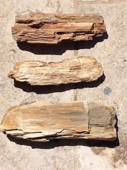 Petrified Wood Paluxy Sand Formation Hood Co., TX