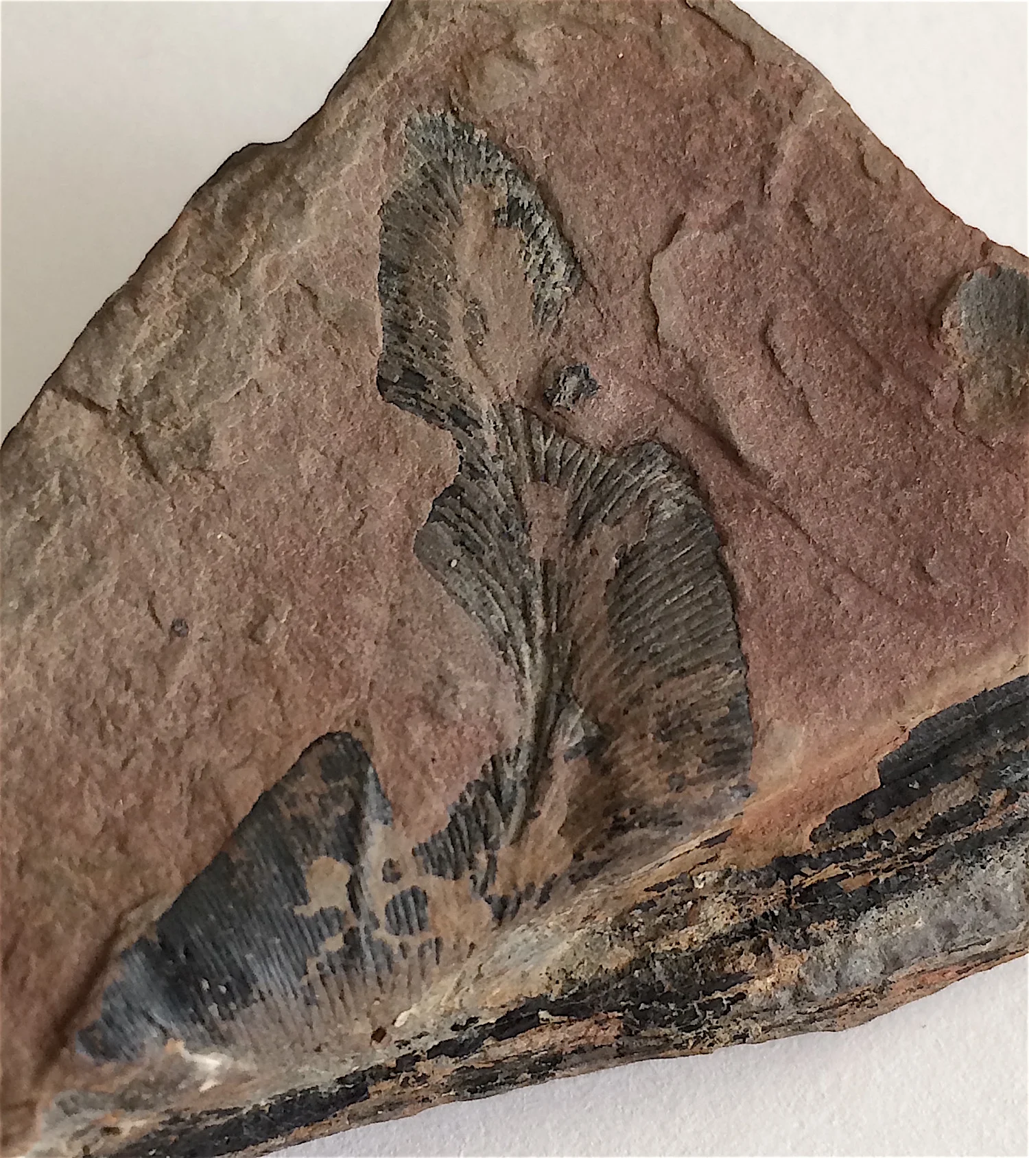 Unidentified Fern #797 Desmoinesian Formation Lequire, Haskell Co., OK