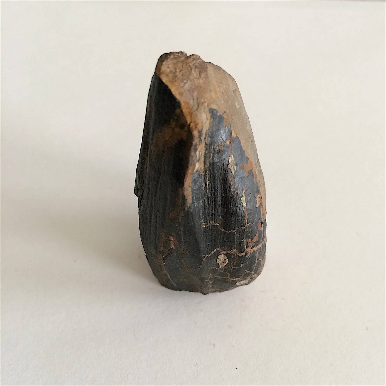 Calamites #802c Desmoinesian Formation Lequire, Haskell Co., OK