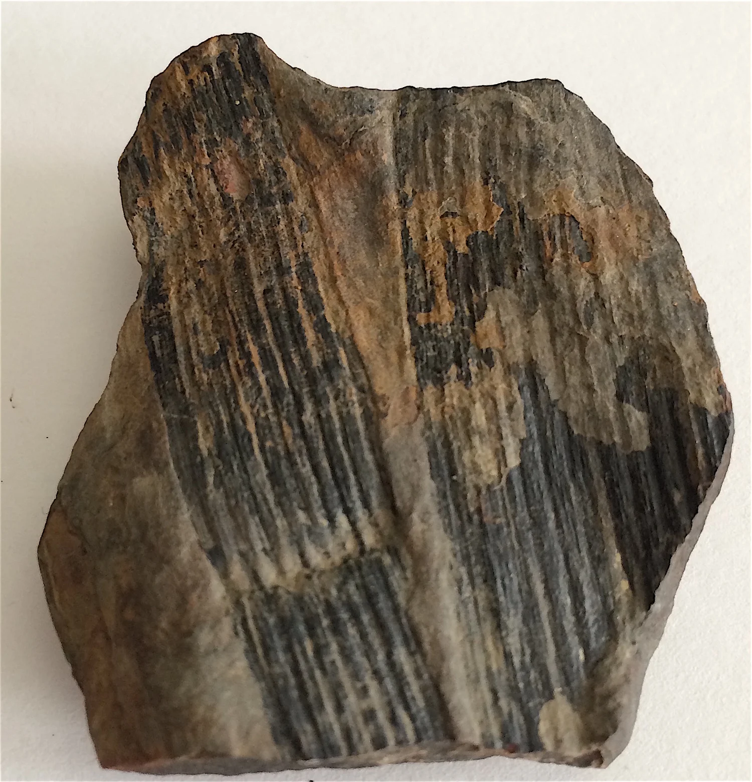 Calamites #802f Desmoinesian Formation Lequire, Haskell Co., OK