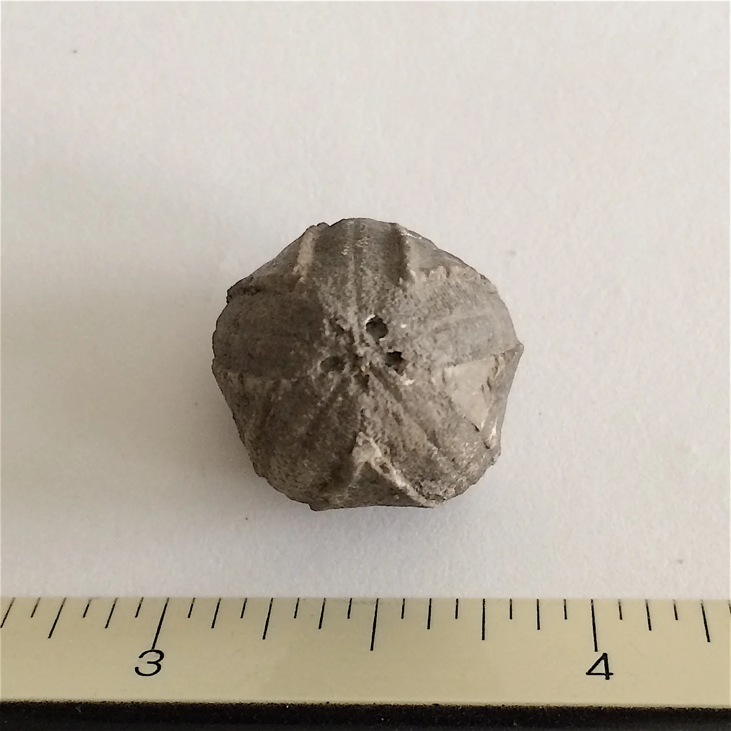 Pentremites rusticus #810e Lower Pennsylvanian, Morrowan Stage Gore, OK
