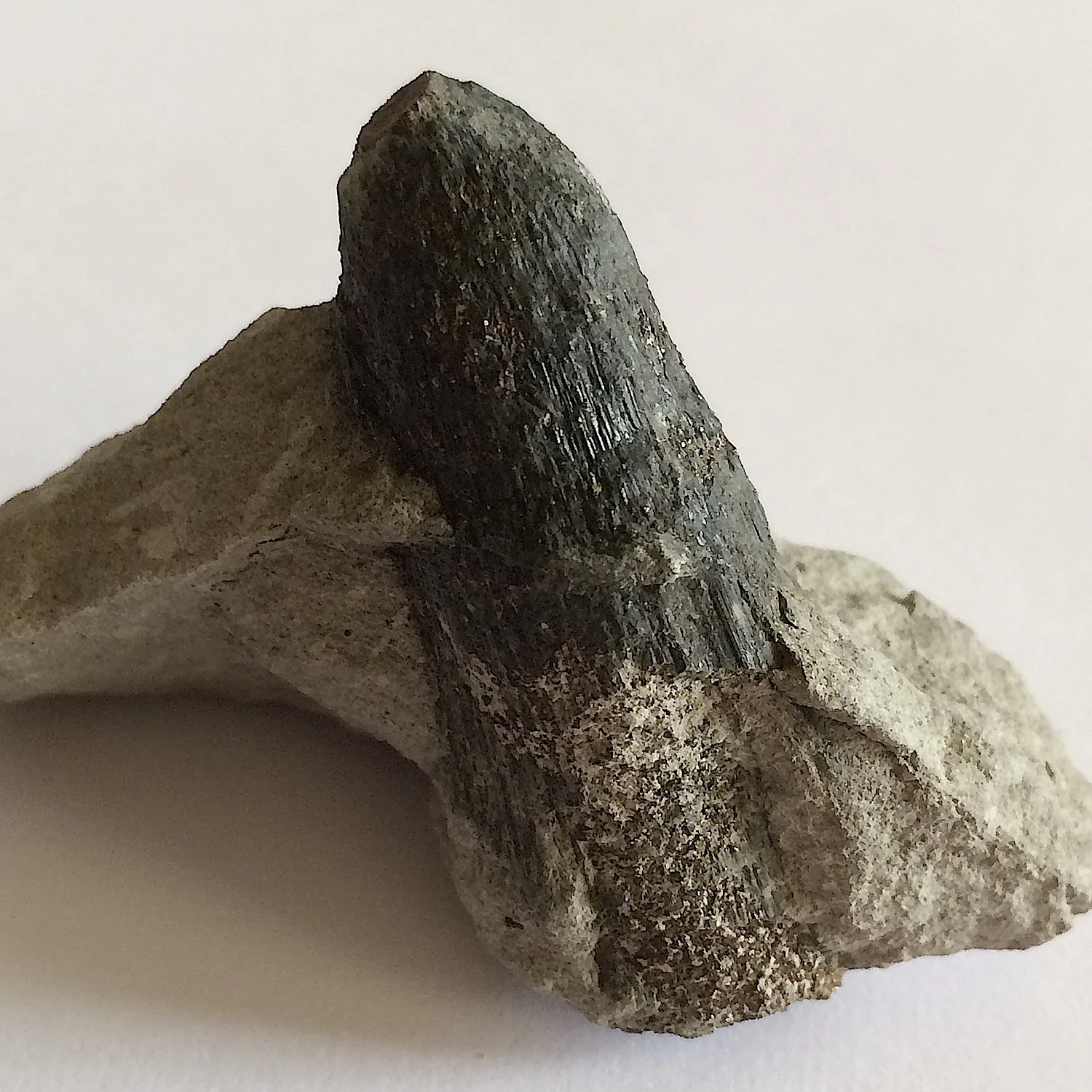 Mosasaur Tooth filled with Pyrite #508 Eagle Ford-Austin (Atco) Formation Midlothian, Ellis Co., TX