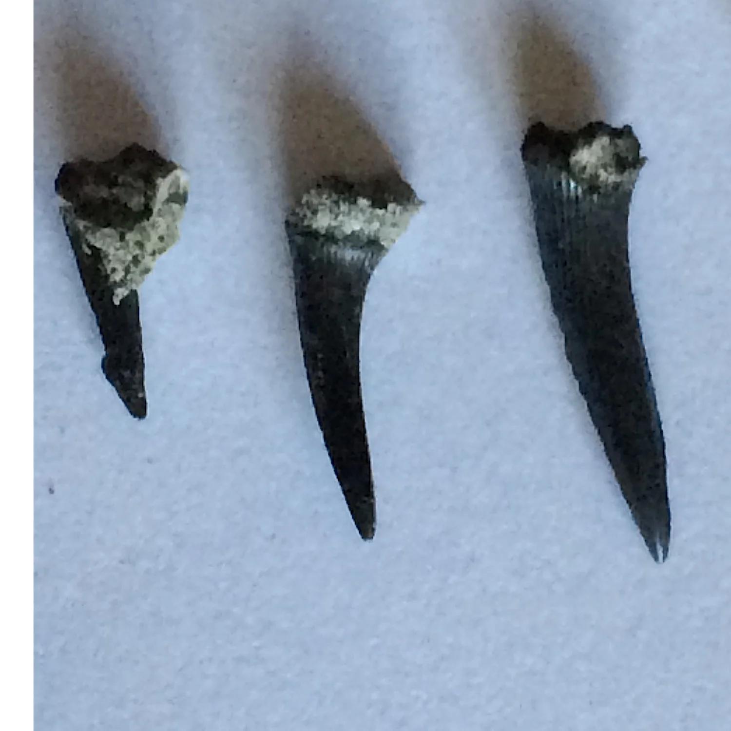 Sharks Teeth #394 Eagle Ford-Austin (Atco) Formation Midlothian, Ellis Co., TX
