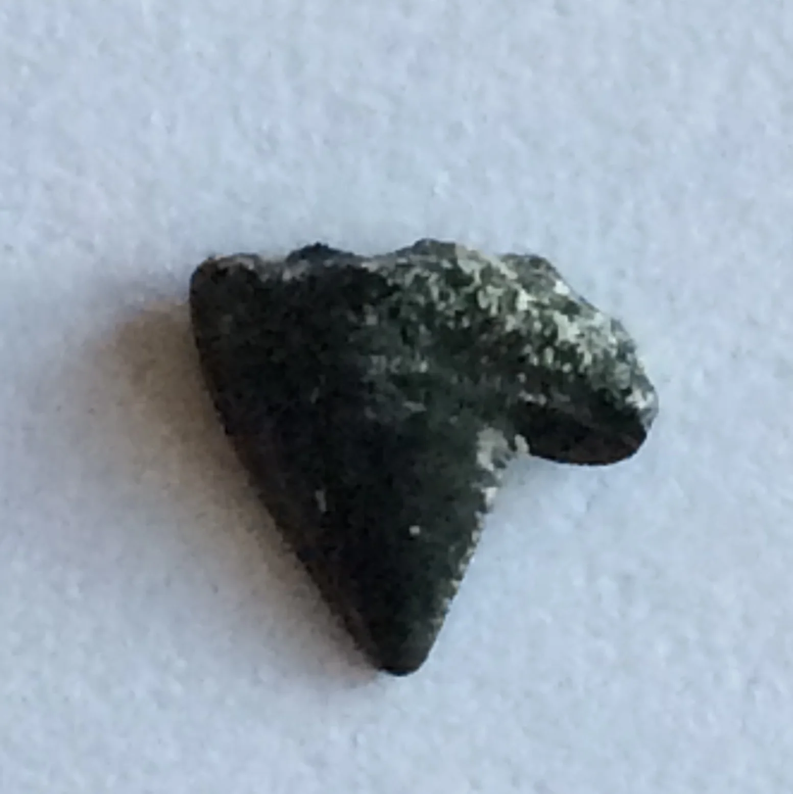 Sharks Tooth #394 Eagle Ford-Austin (Atco) Formation Midlothian, Ellis Co., TX