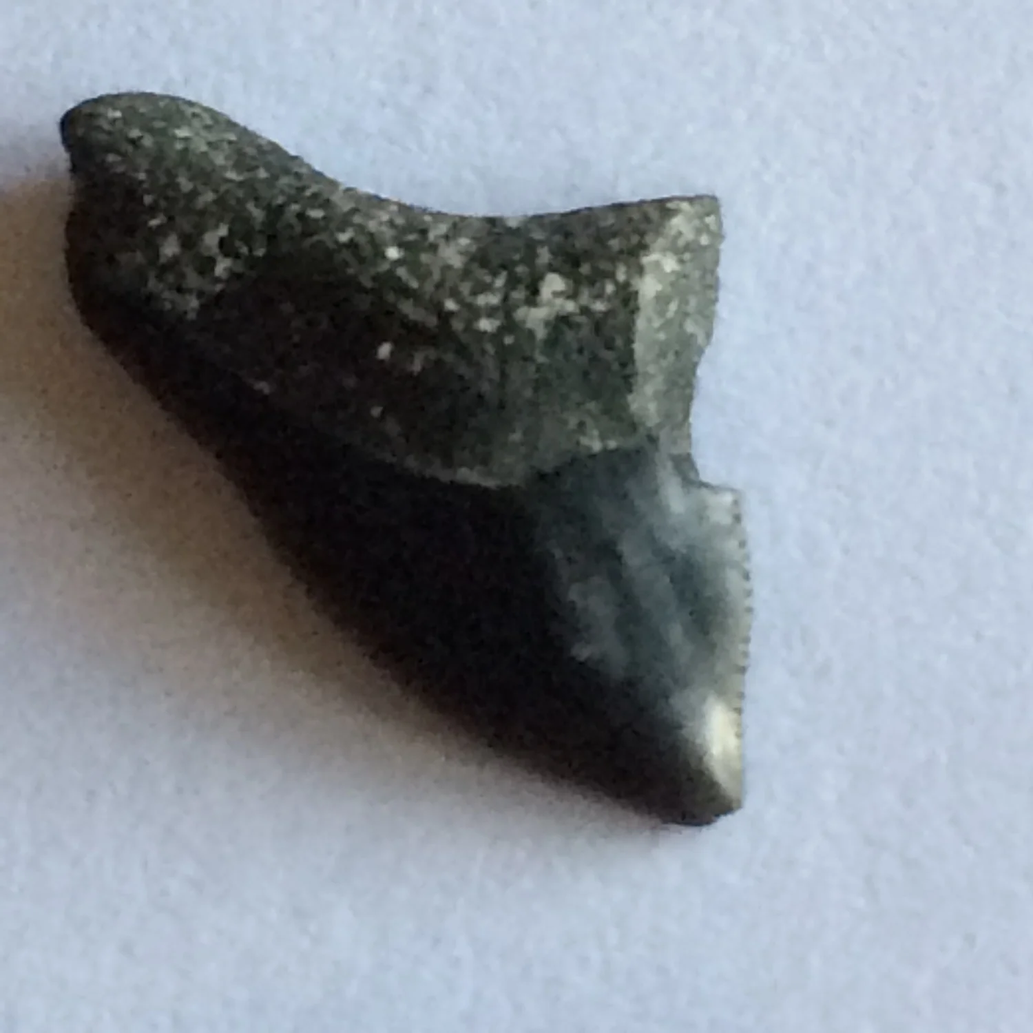 Sharks Tooth #394 Eagle Ford-Austin (Atco) Formation Midlothian, Ellis Co., TX