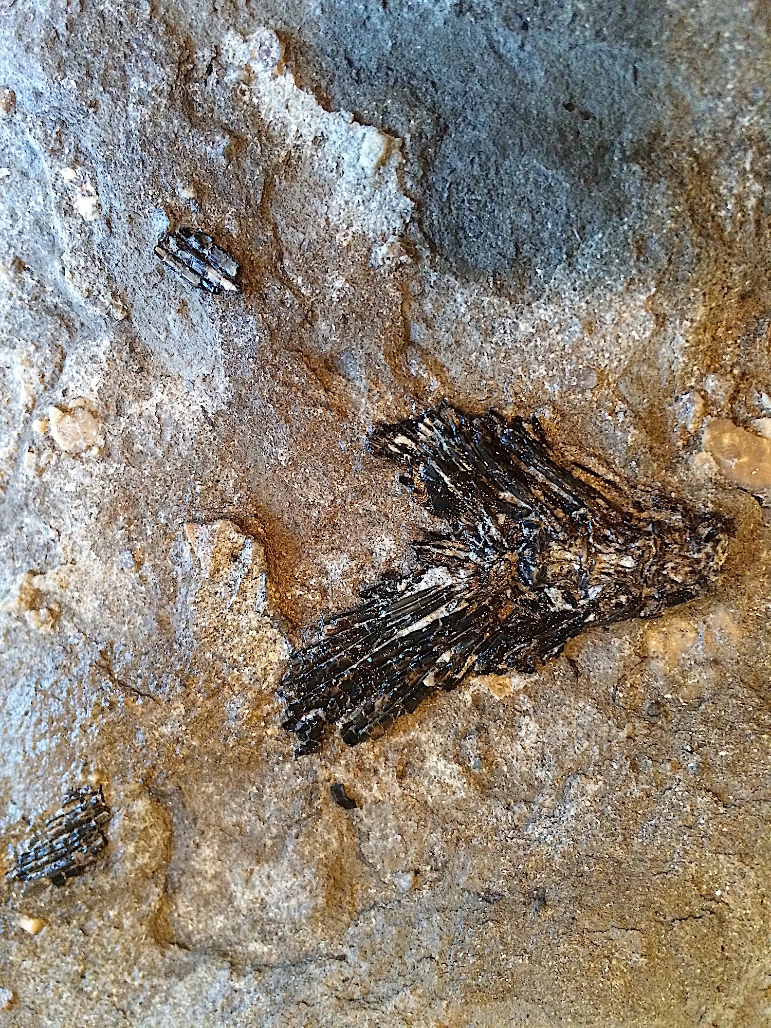 Fish Tail with Vert #507 Eagle Ford-Austin (Atco) Formation Midlothian, Ellis Co., TX
